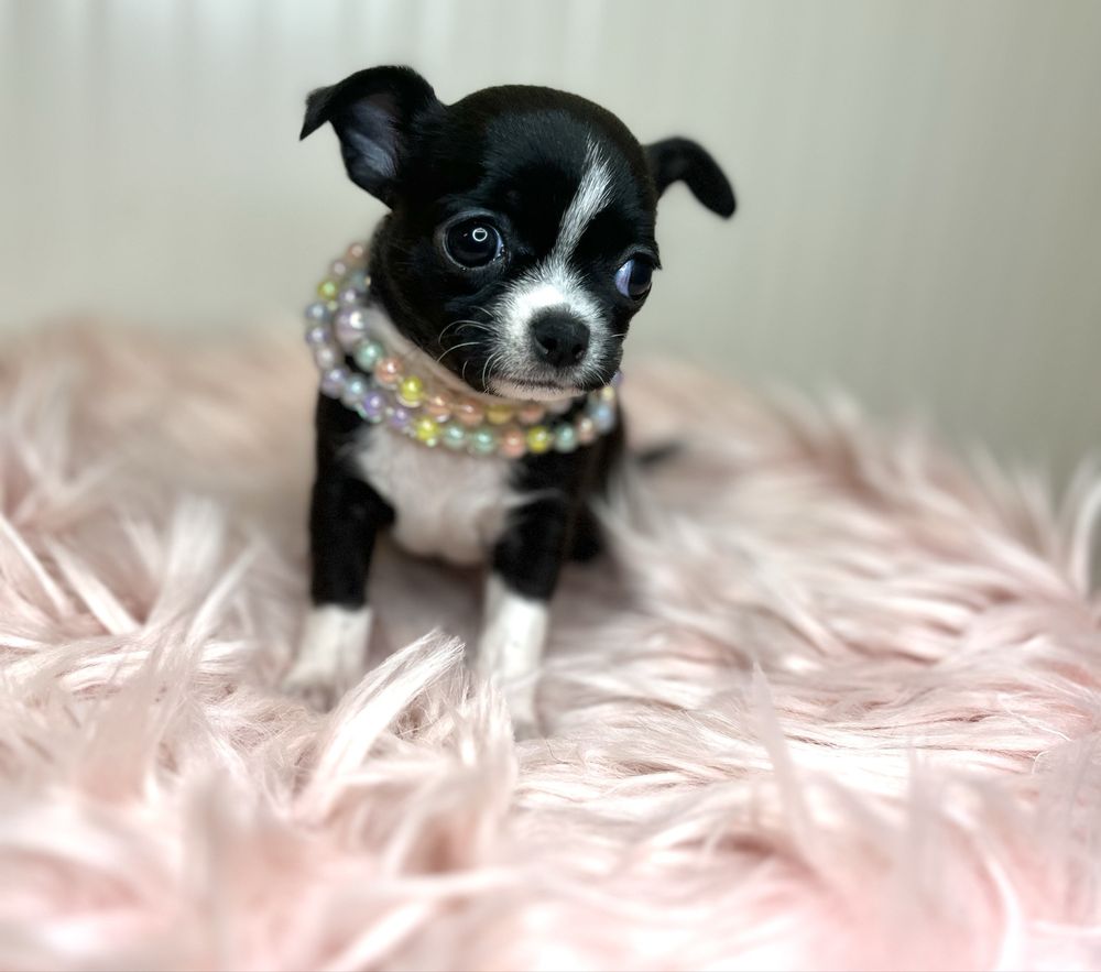 Chihuahua Femea  Pelo Curto