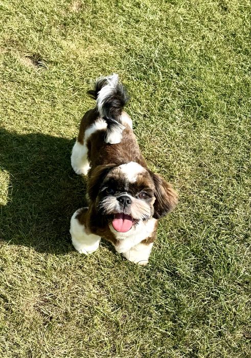 Suczka Shih Tzu ZKwP FCI