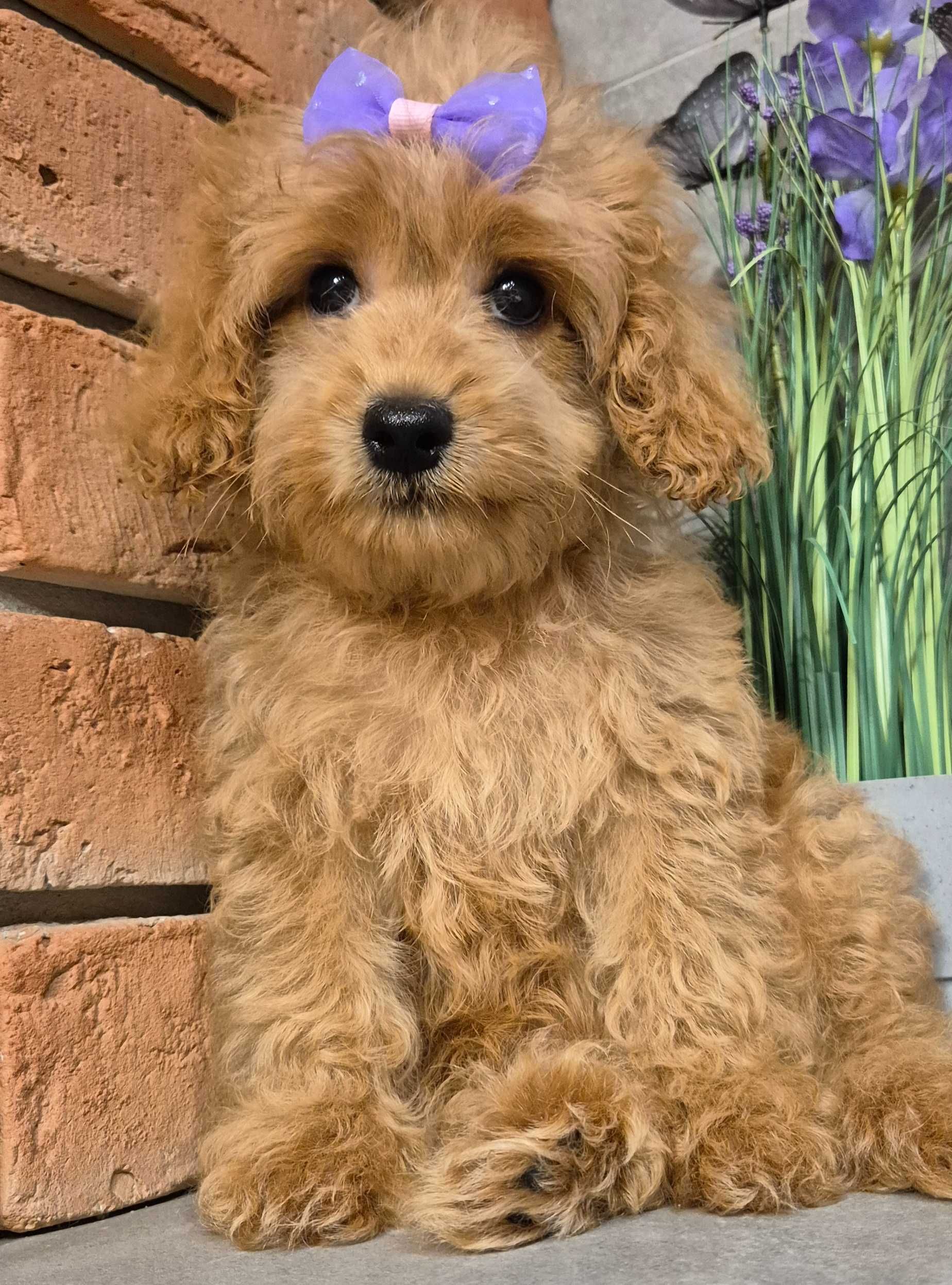 Maltipoo f1b malutka dziewczynka do odbioru
