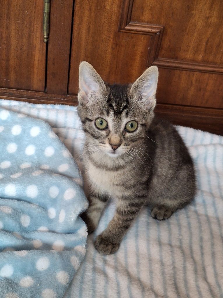 Gatinhas Para adoção
