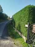 Tuja Brabant Thuja occidentalis  150 -170 cm na żywopłot.