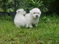 West highland white terrier- szczeniak