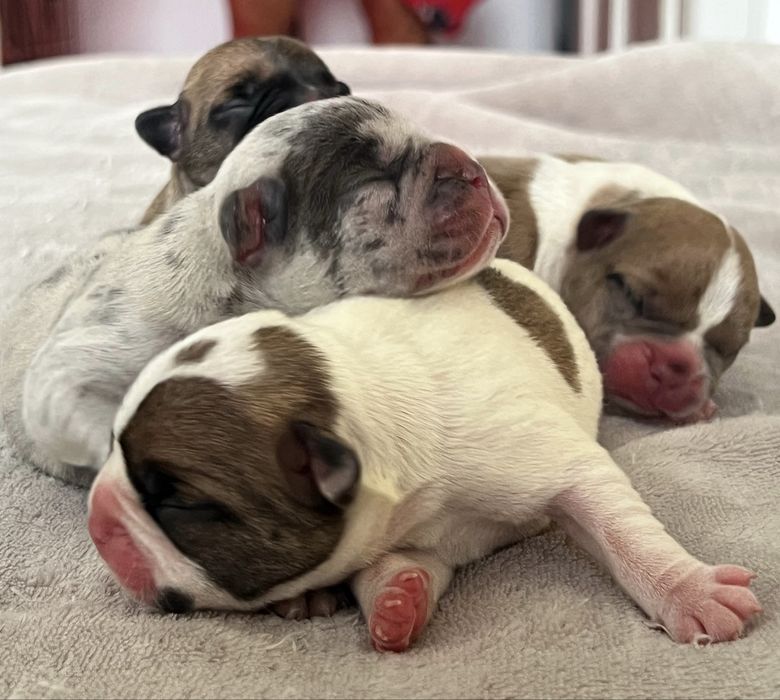Buldogue frances exotico