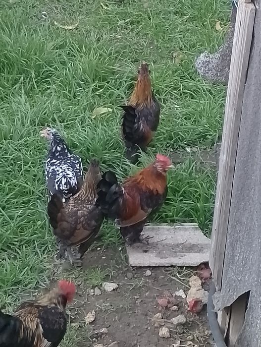 Карликові півні .