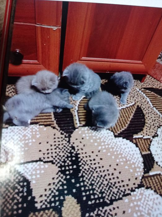 Шотландські кошенята