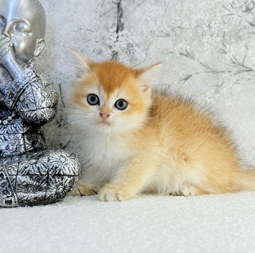 Femea  british golden chinchila shorthair