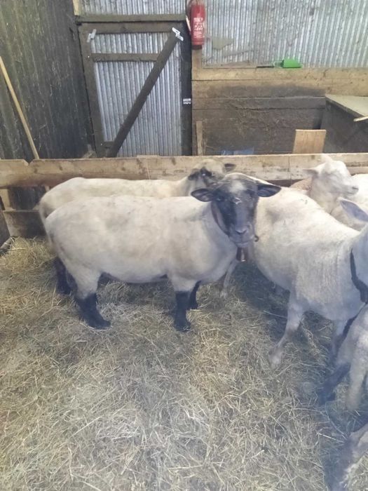 Baran czarnogłówka