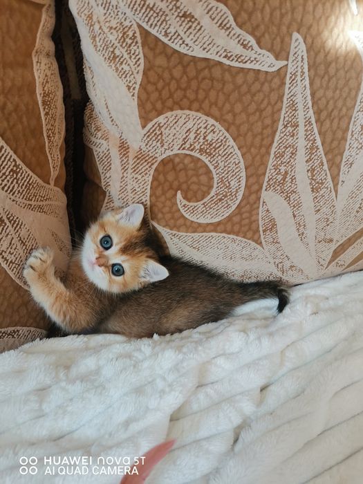 Британская золотая шиншилла