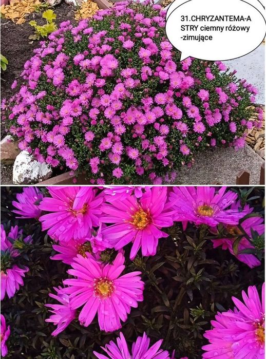 Sadzonki kwiatów wieloletnich i zimujacych