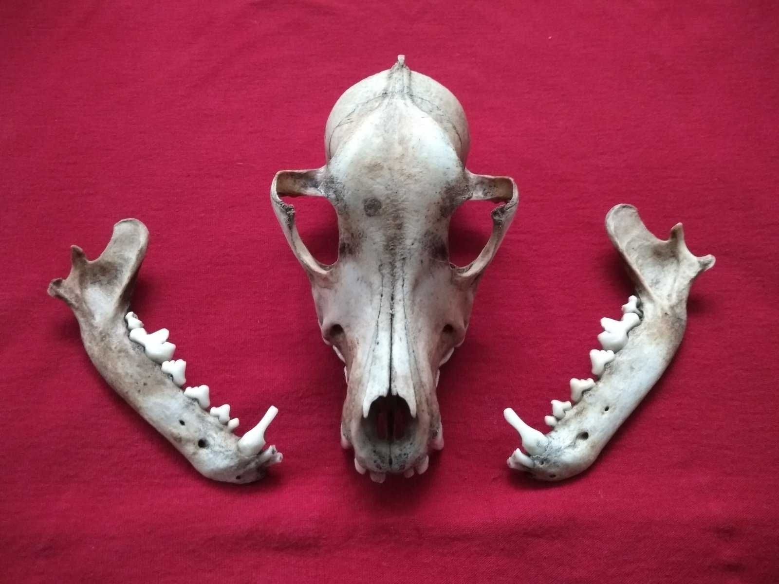 Череп собаки . Цена 550 грн.