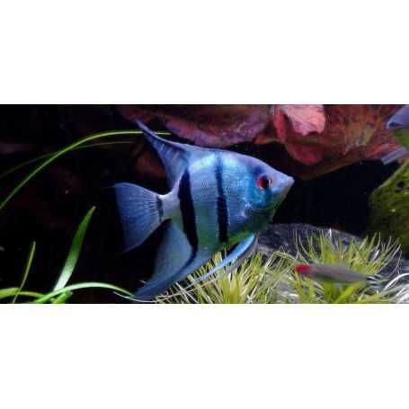 Escalar Common Blue - Pterophyllum scalare