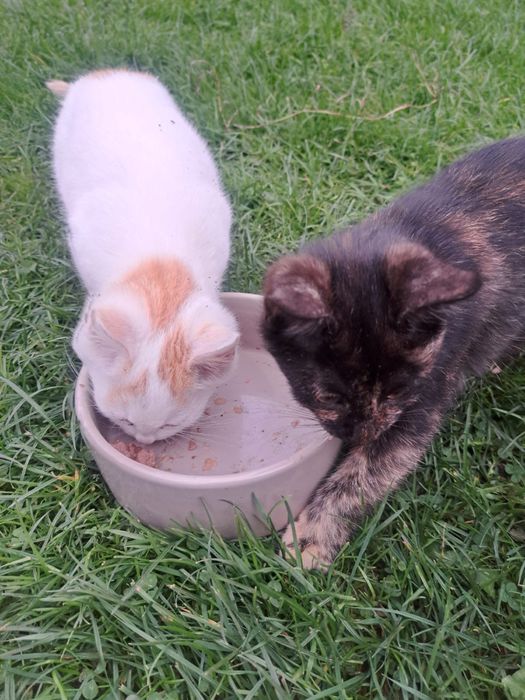 Oddam kotki za darmo