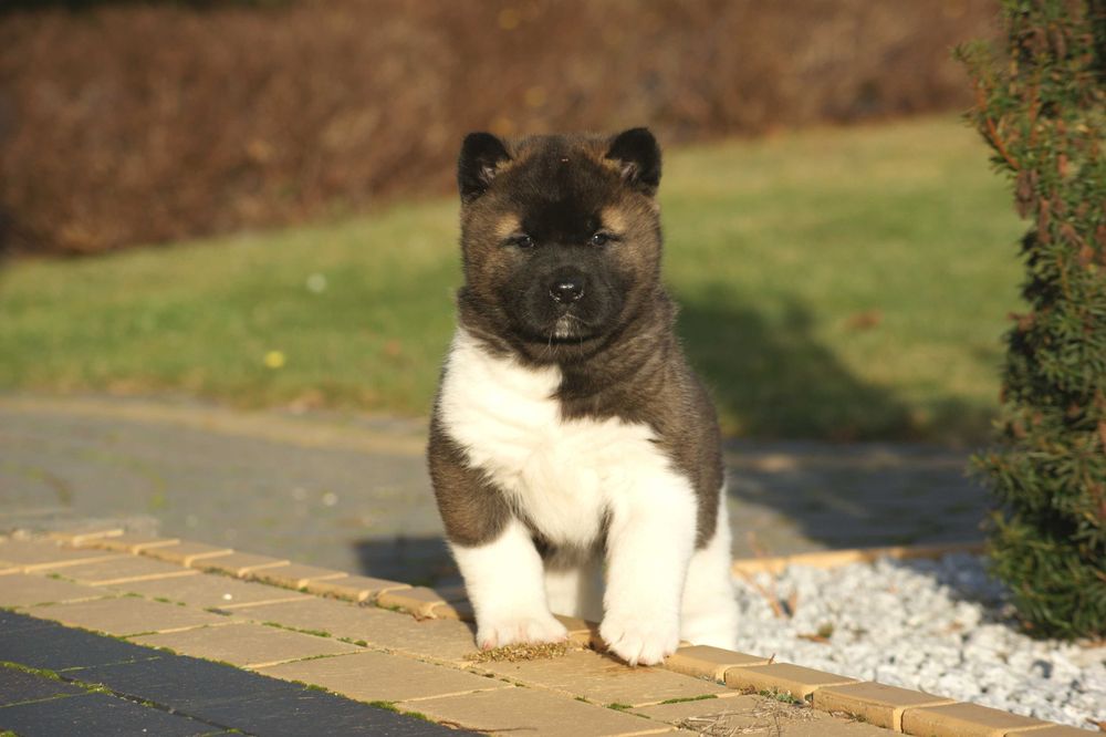 Akita amerykańska samica - DEXA