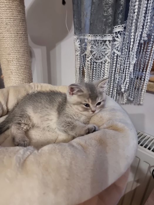 Kocurek niebiesko żłoty brytyjska