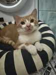 Rudy kocurek do adopcji