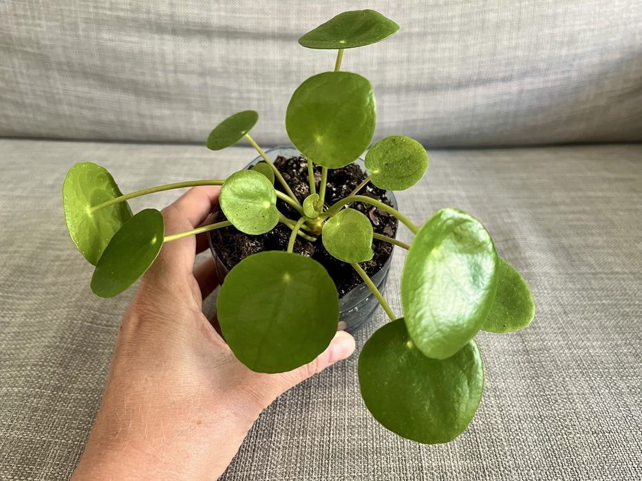 Pilea peperomioides (pieniążek)