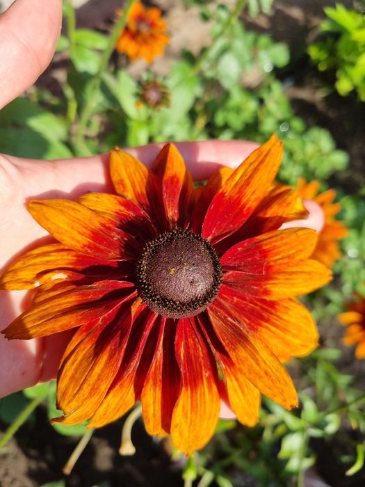 Рудбекия махровая неприхотливая