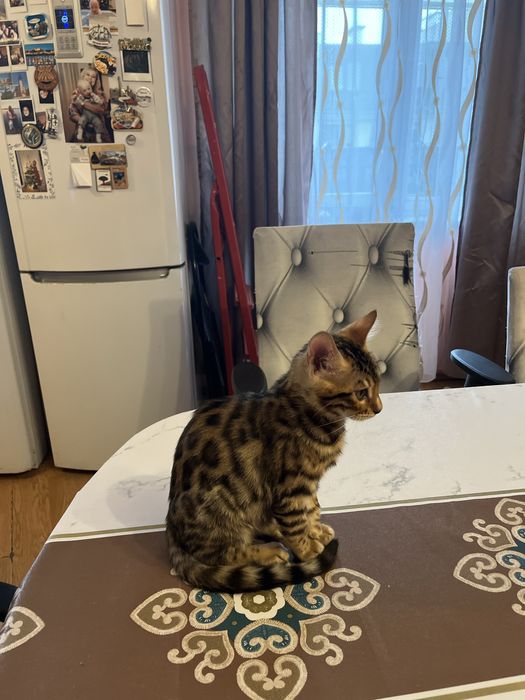 Sprzedam kotka rasy Bengal