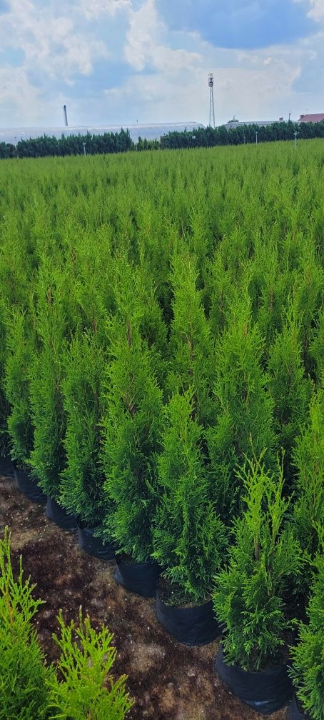 Tuja Smaragd 120 cm Dostawa gratis brabant laurowiśnia bochnia