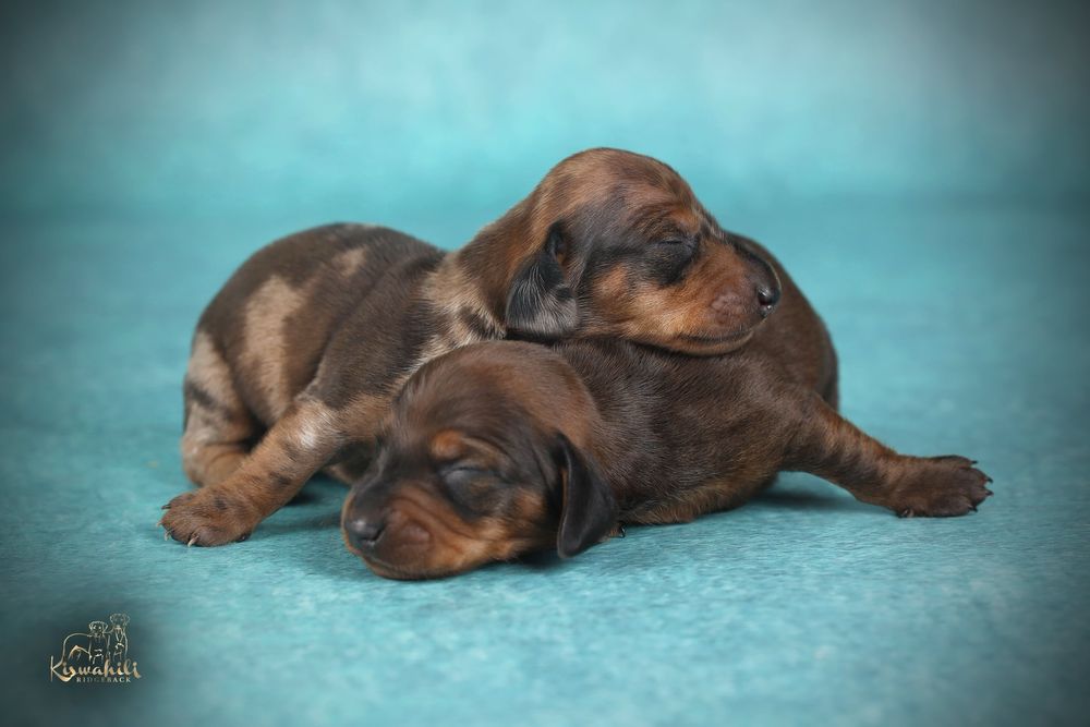 Щенки Таксы гладкошерстной мини