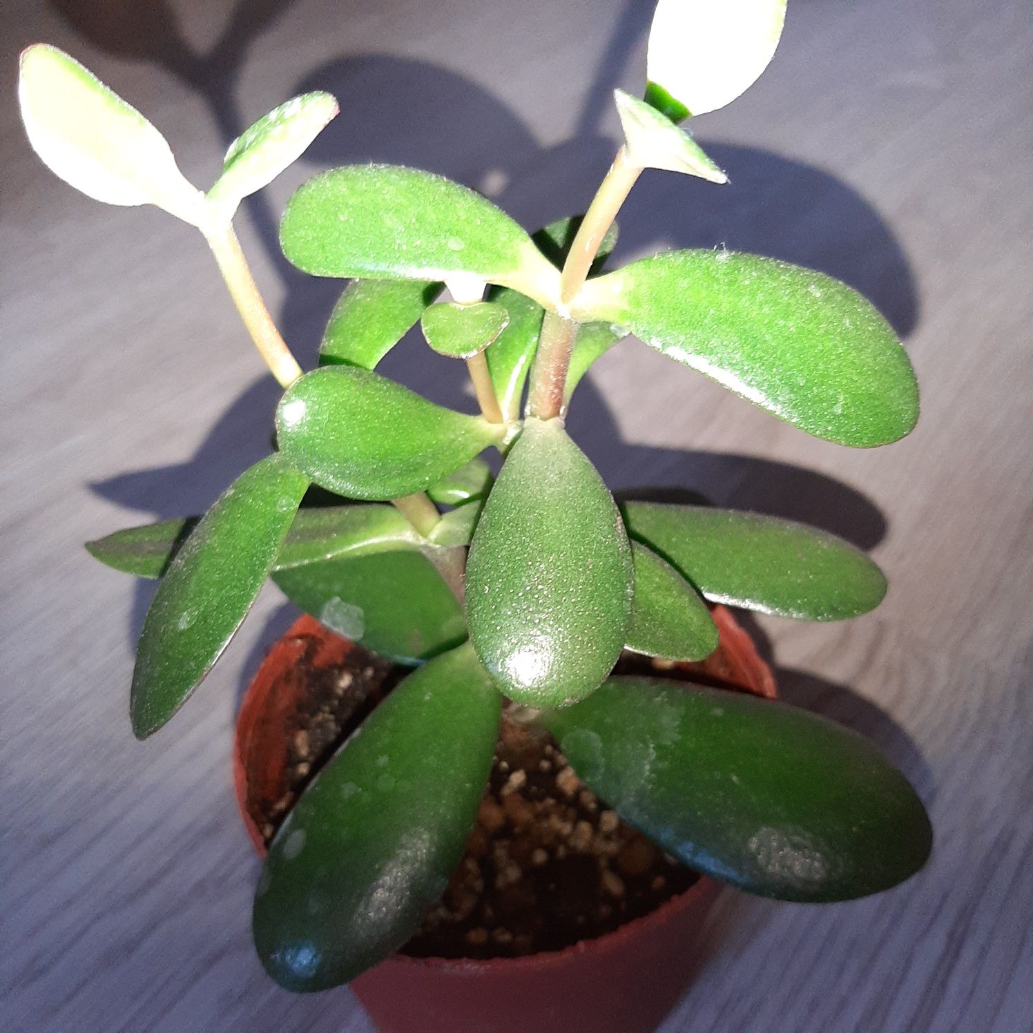 Grubosz ovata, grubosz