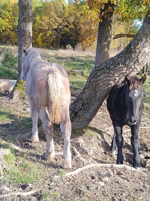 Ogierki i zimnokrwiste