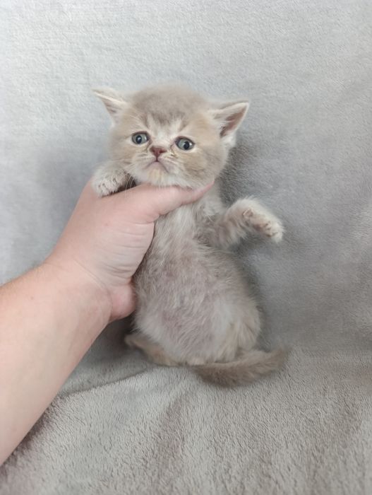 Золотая лиловая шиншилла котёнок котята кот кошка скоттиш бриттиш фолд