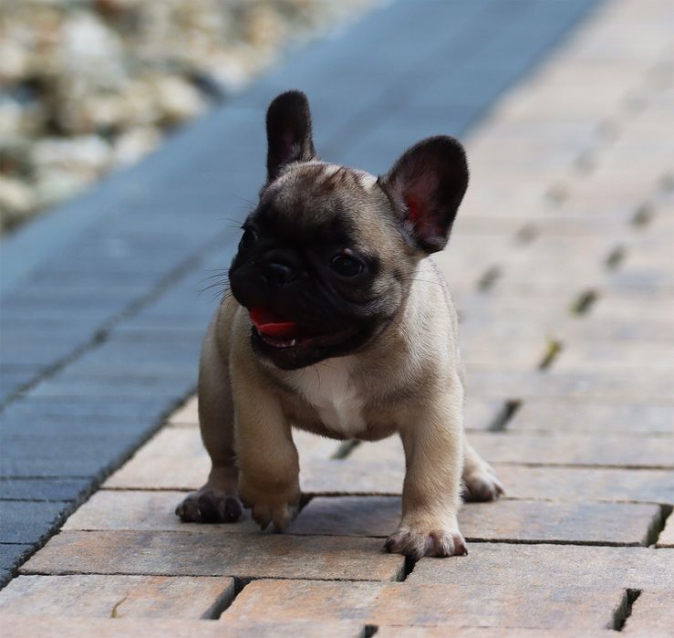 Buldog Francuski dziewczynka na sprzedaż FCI