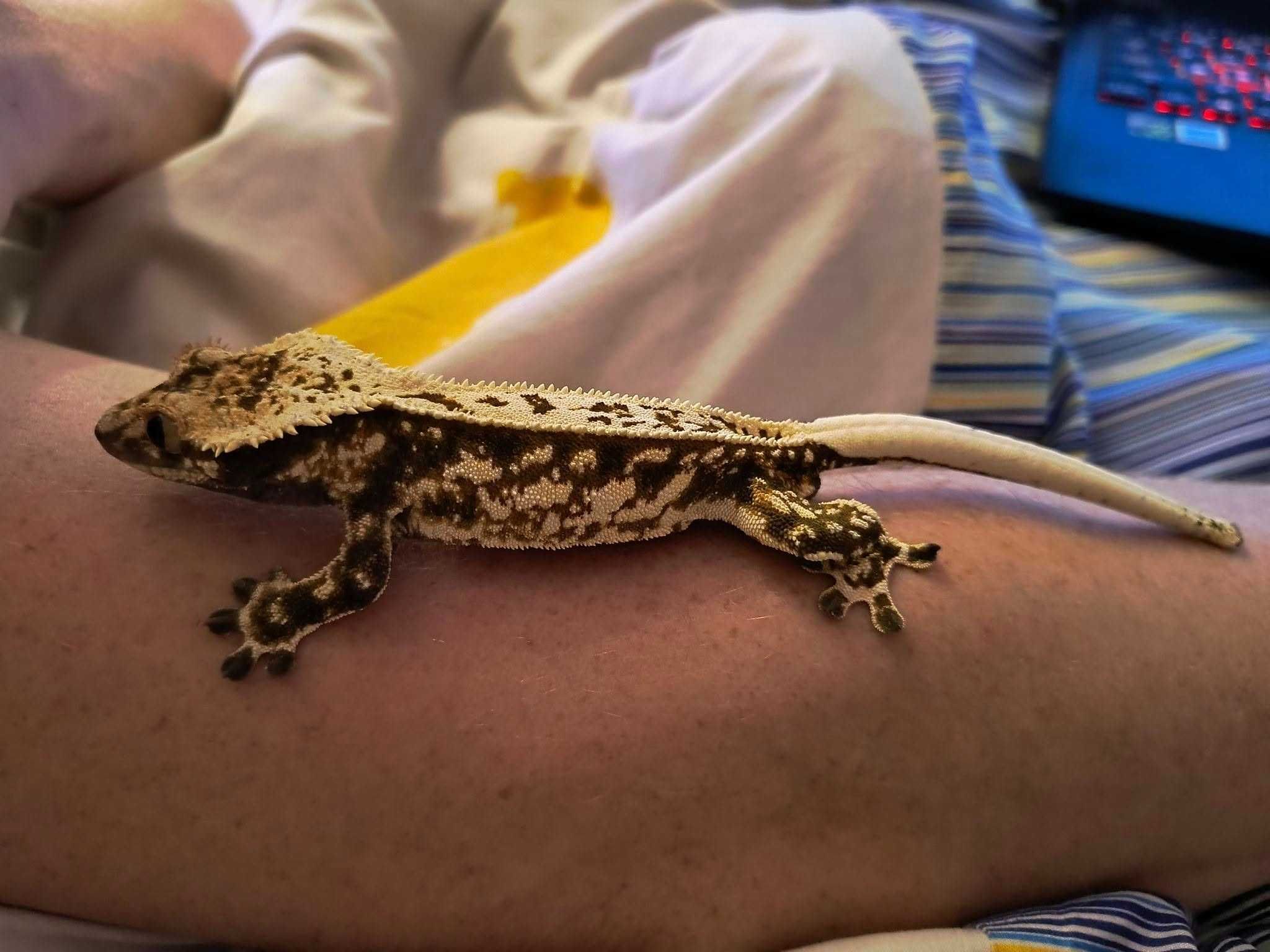 drzewołazy, gekony orzęsione, anolis