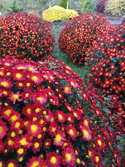 Хризантема мультифлора.