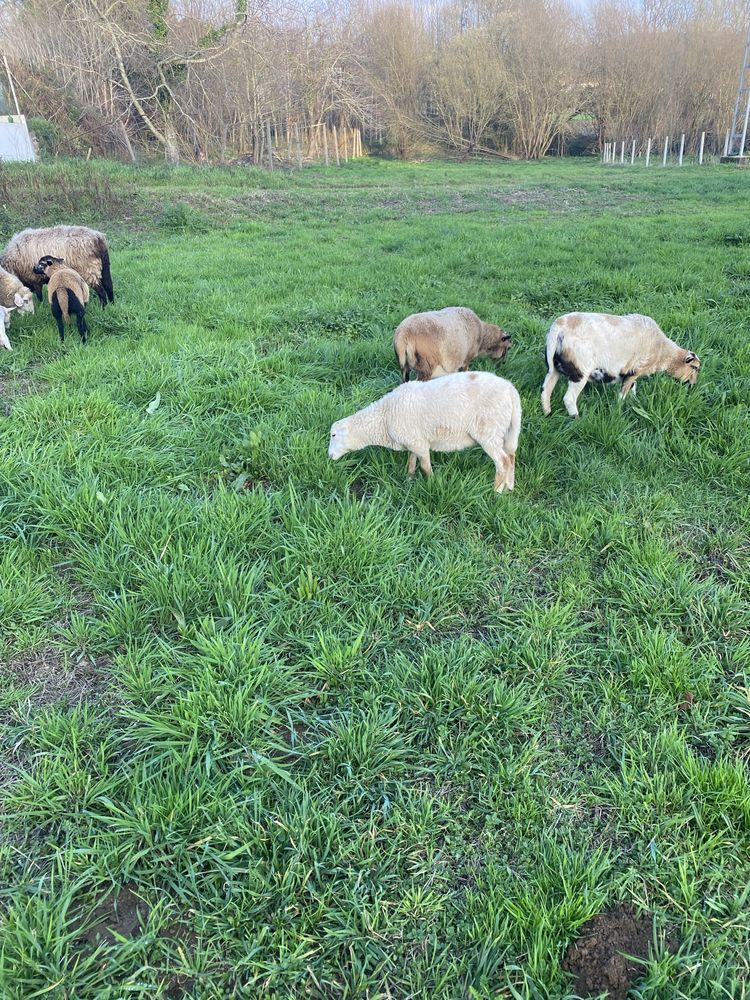 Tenho para venda  ovelhas