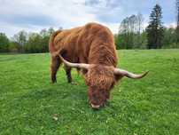 100% Rasowy buhaj byk rozpłodowy highland bydło szkockie wpis PZHiPBM