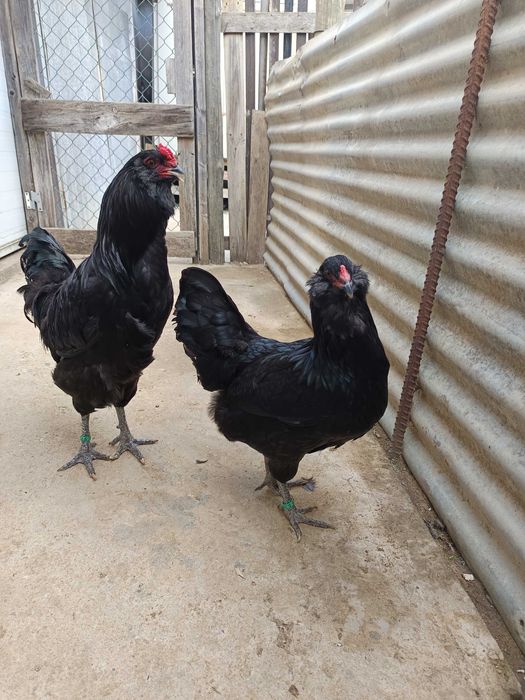 Casais de Ameraucanas