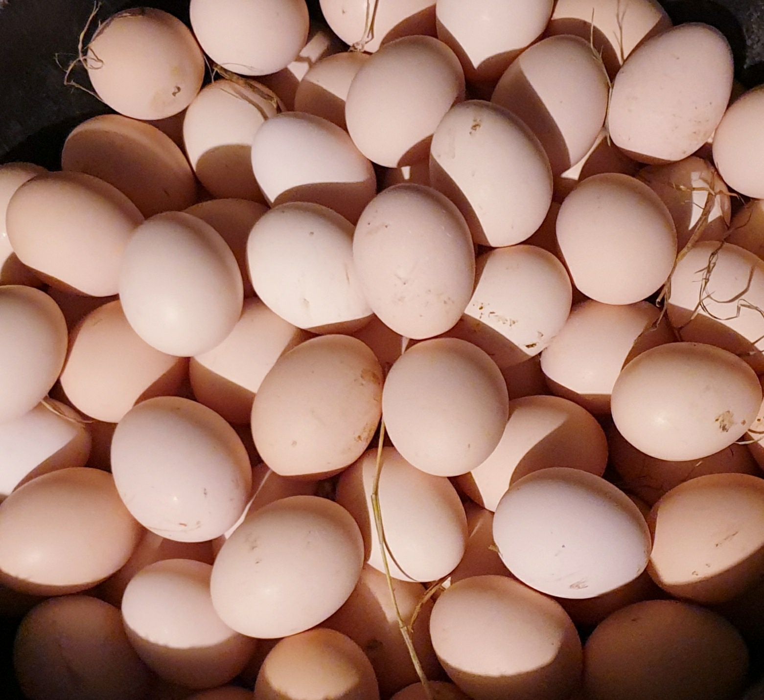 Zdrowe jajeczka od młodych kurek