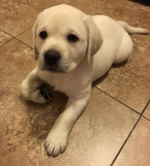 Лабрадор  Срочно !щеночки