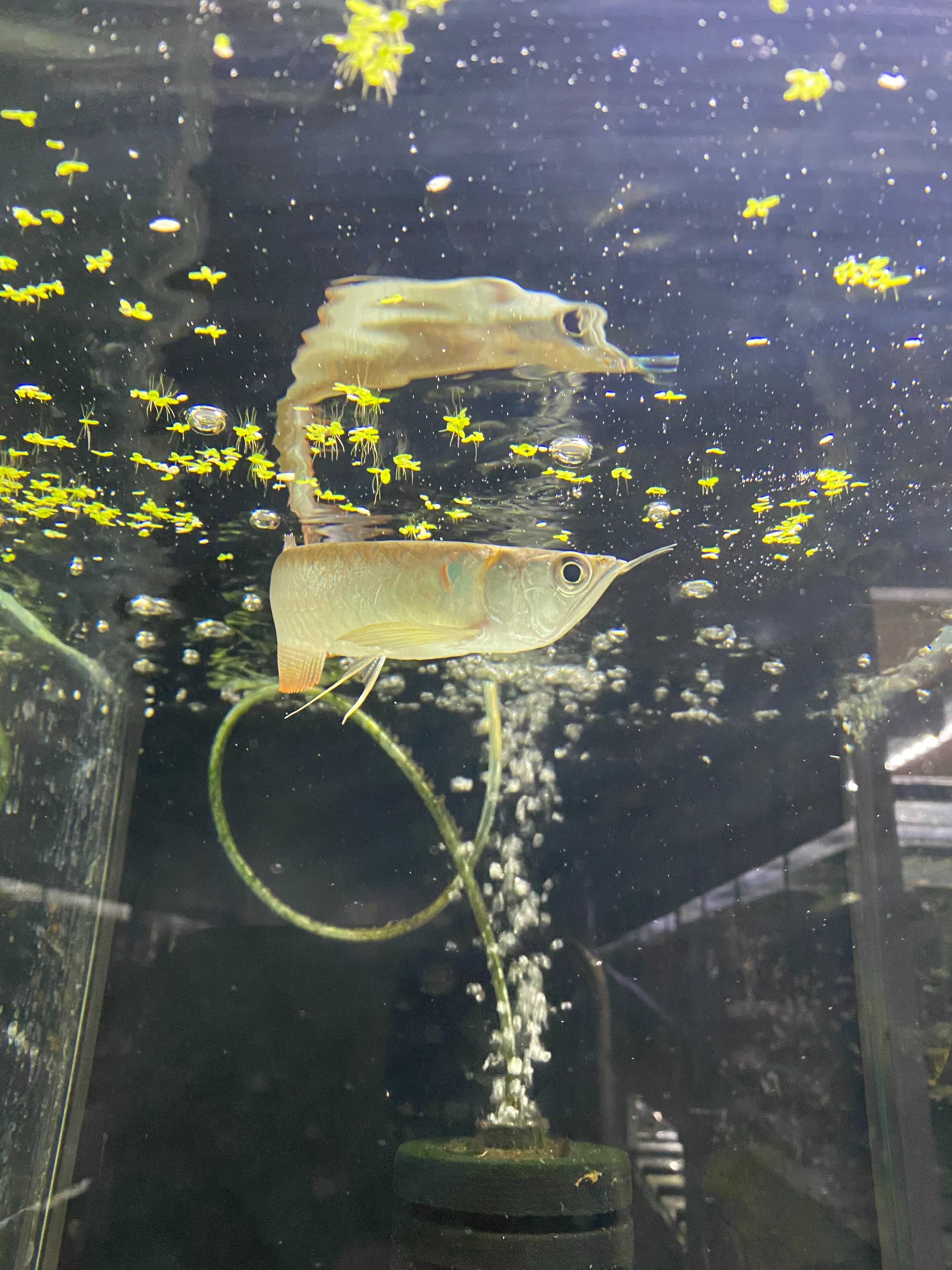 Arowana Srebrna - TINA ZOO ZABRZE