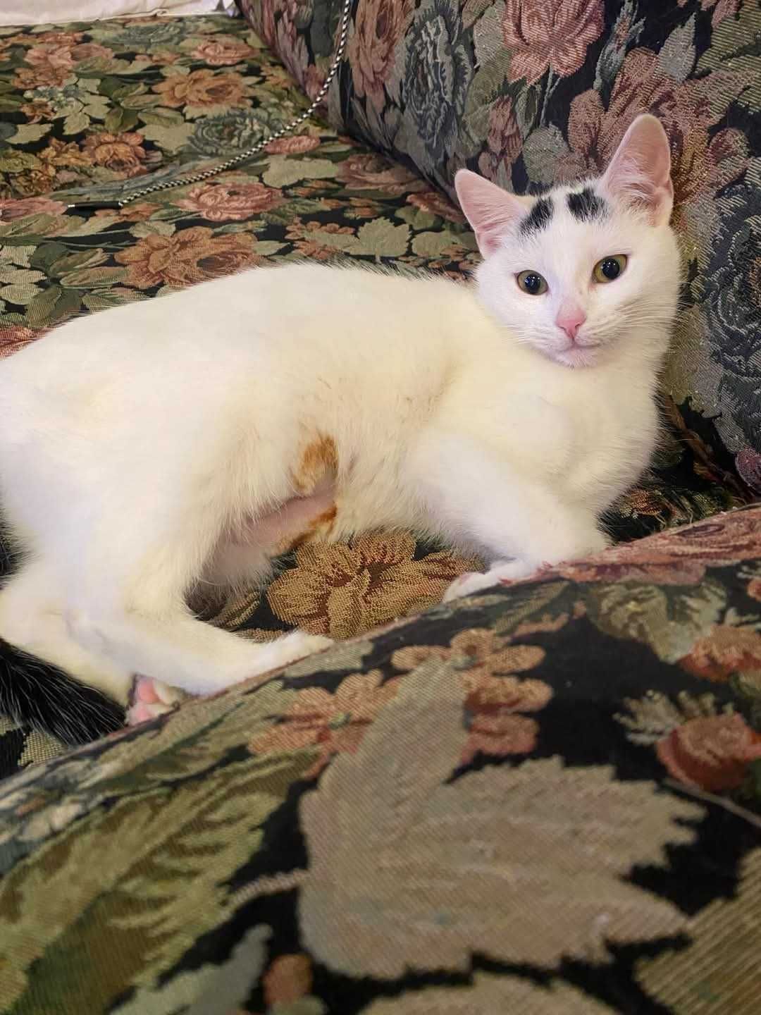 Kicia Lala szuka domu