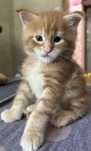Мейнкун котенок