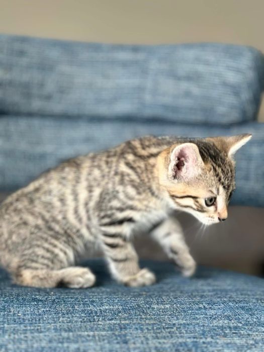 Котята Бесплатно