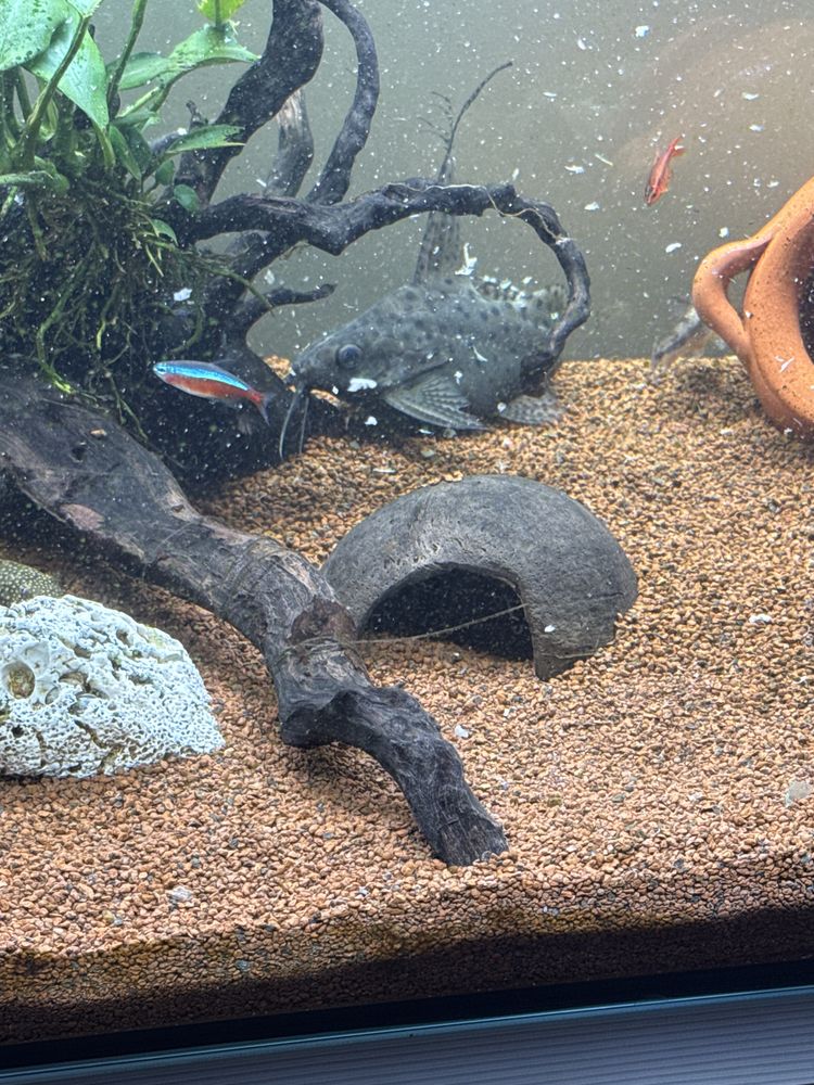 Vendo Synodontis Eupterus