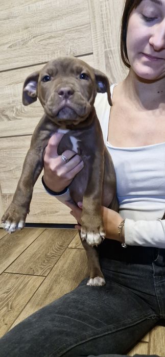 Pilnie szuka nowego domu American Pit Bull Terrier Brązowy
