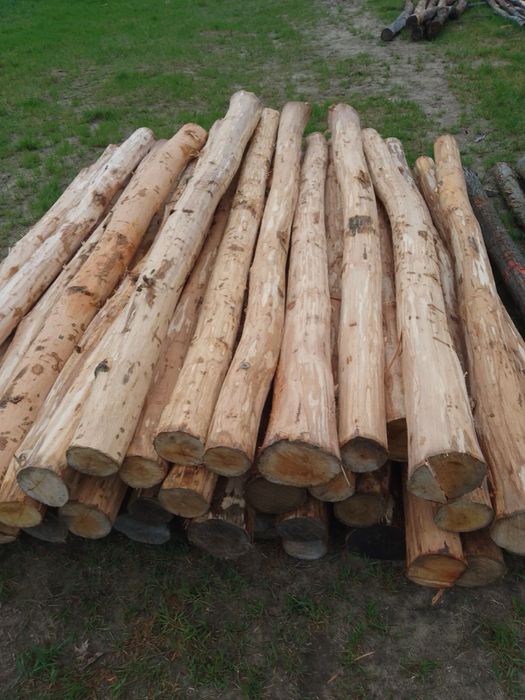 paliki kolki slupki do faszynowania