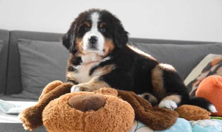 Bouvier Bernois disponível