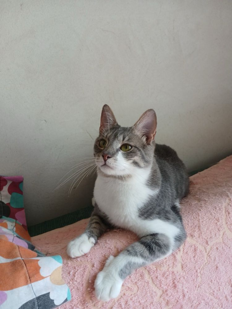 Котик шукає родину