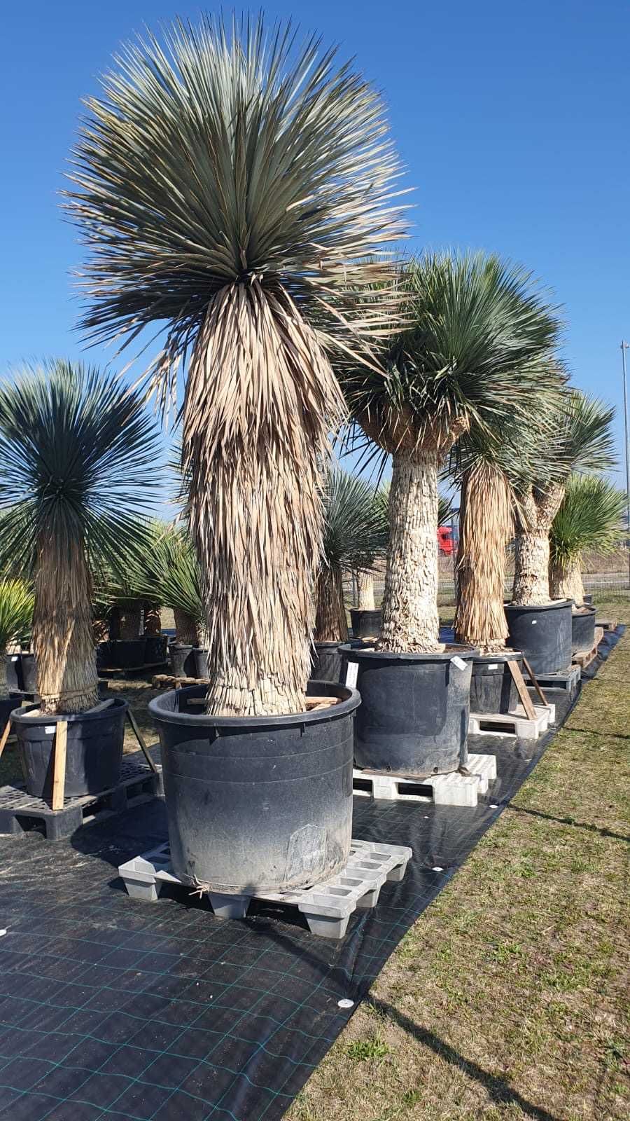 Juka niebieska ,Yucca rostrata, mrozoodporna -20
