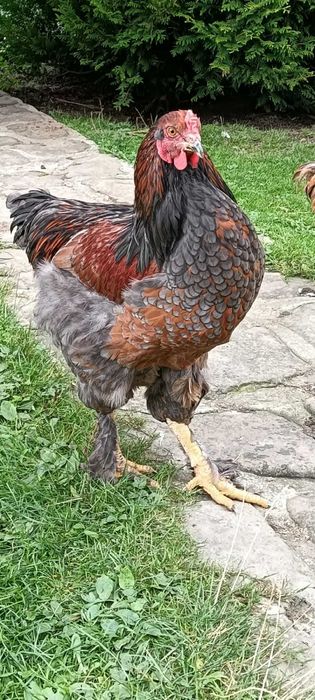 Sprzedam koguta rasy Brahma