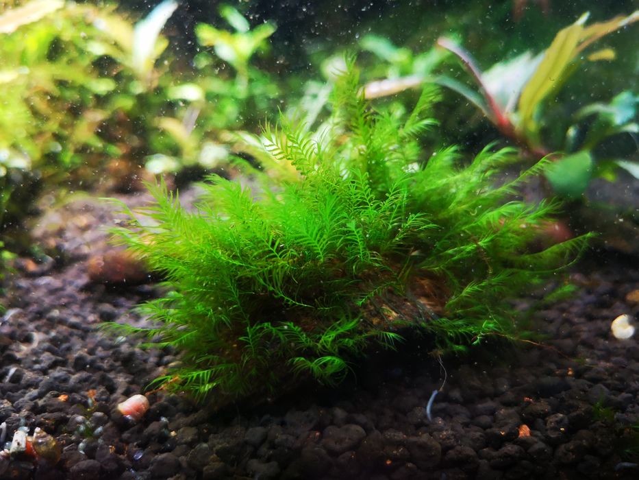 Fissidens sp. Fontannus 10 gałązek