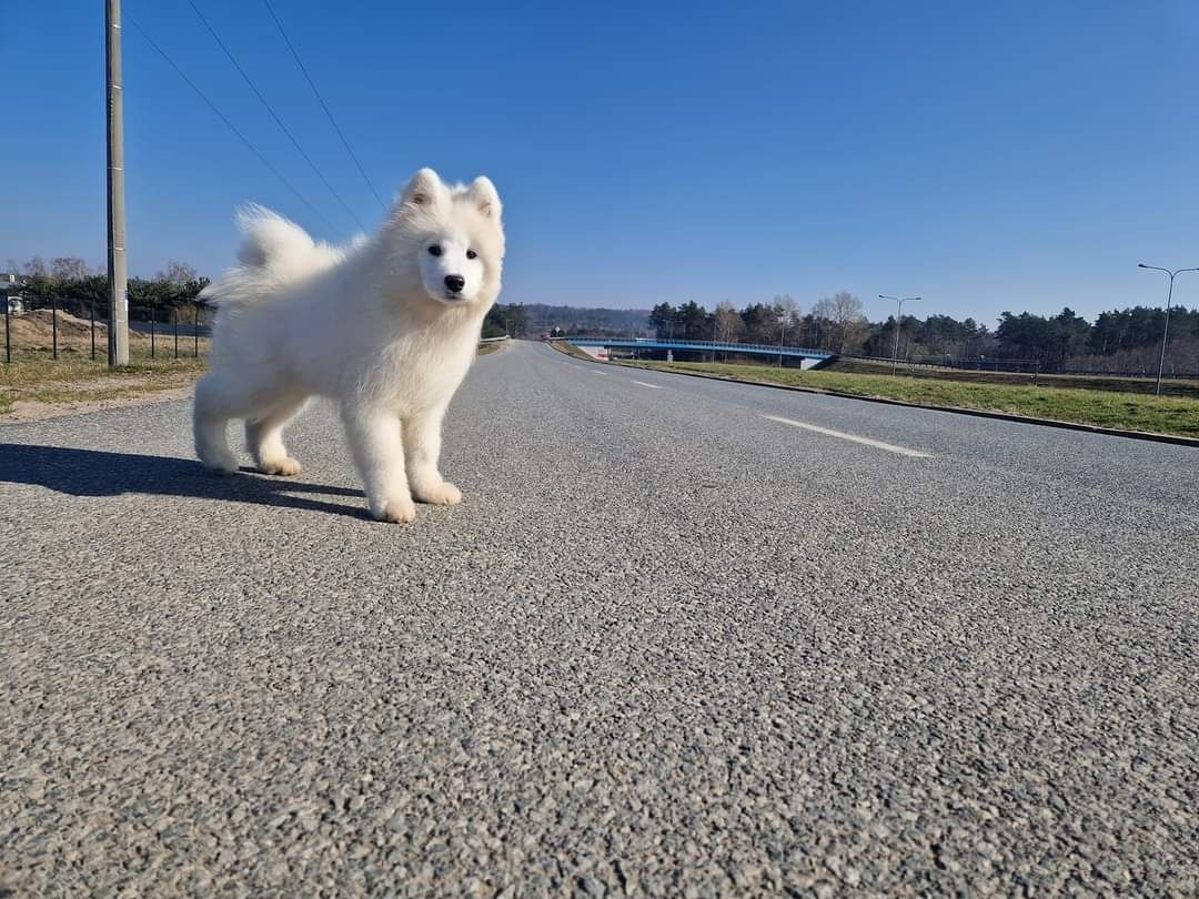 Po Szkoleniu posłuszeństwa! IDELANY szczenię SAMOYED, RODOWÓD ZKwP FCI