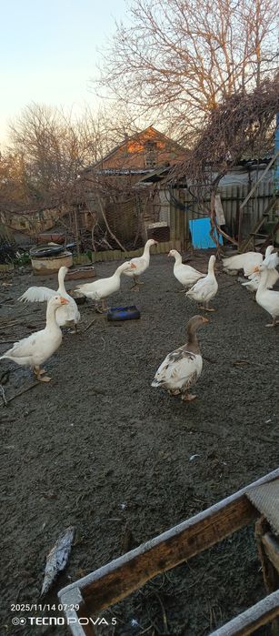 Гуси мамуты колмогоры