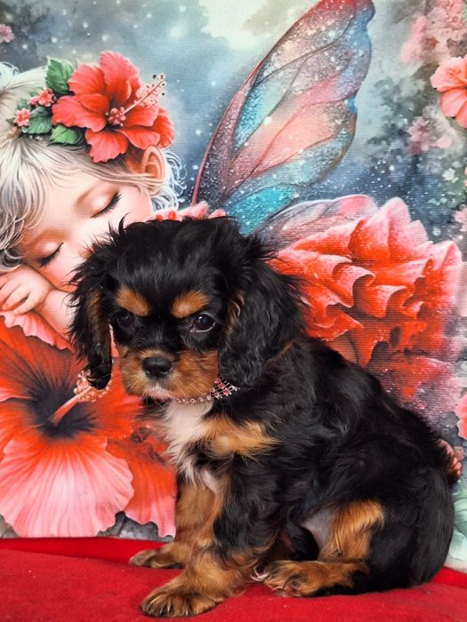 Cavalier King Charles Spaniel suczka z paszportem i rodowodem